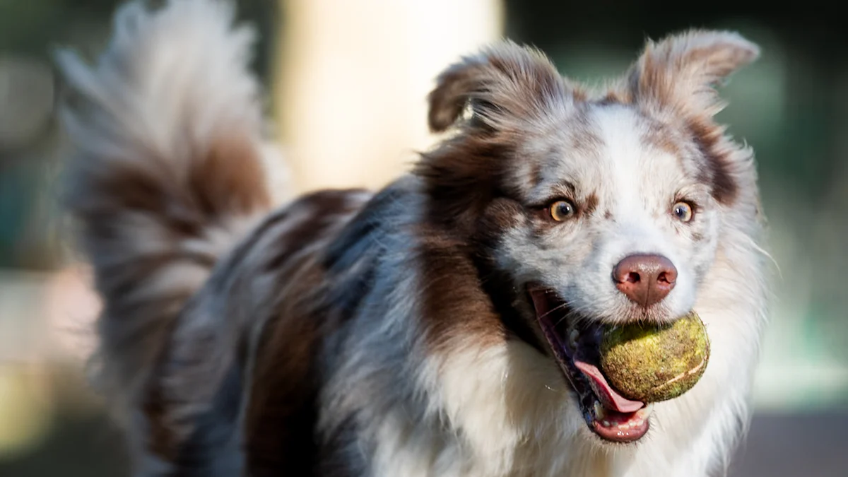 Financial and Emotional Benefits for Pet Owners