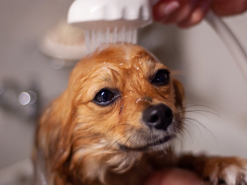 A dog being shampooed during a grooming bath